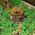 Fairy House with Thatched Roof - Micro Fairy Houses The Enchanted Village - Micro 