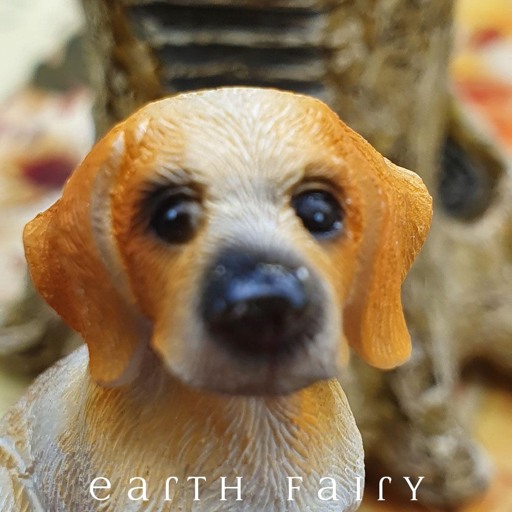 Beagle - Sitting | Fairy Gardens - Australia | Earth Fairy