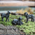 Miniature Black Sheep Figurines - Family of 3