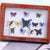 Butterfly Display Box Earth Fairy 