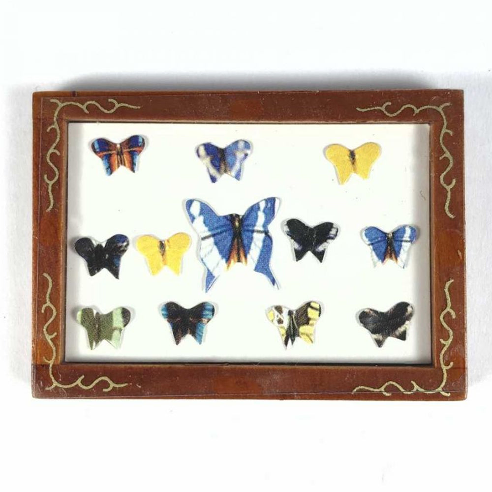 Butterfly Display Box Earth Fairy 