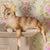 Cleo the Tabby Cat | Fairy Garden Animals - Australia | Earth Fairy