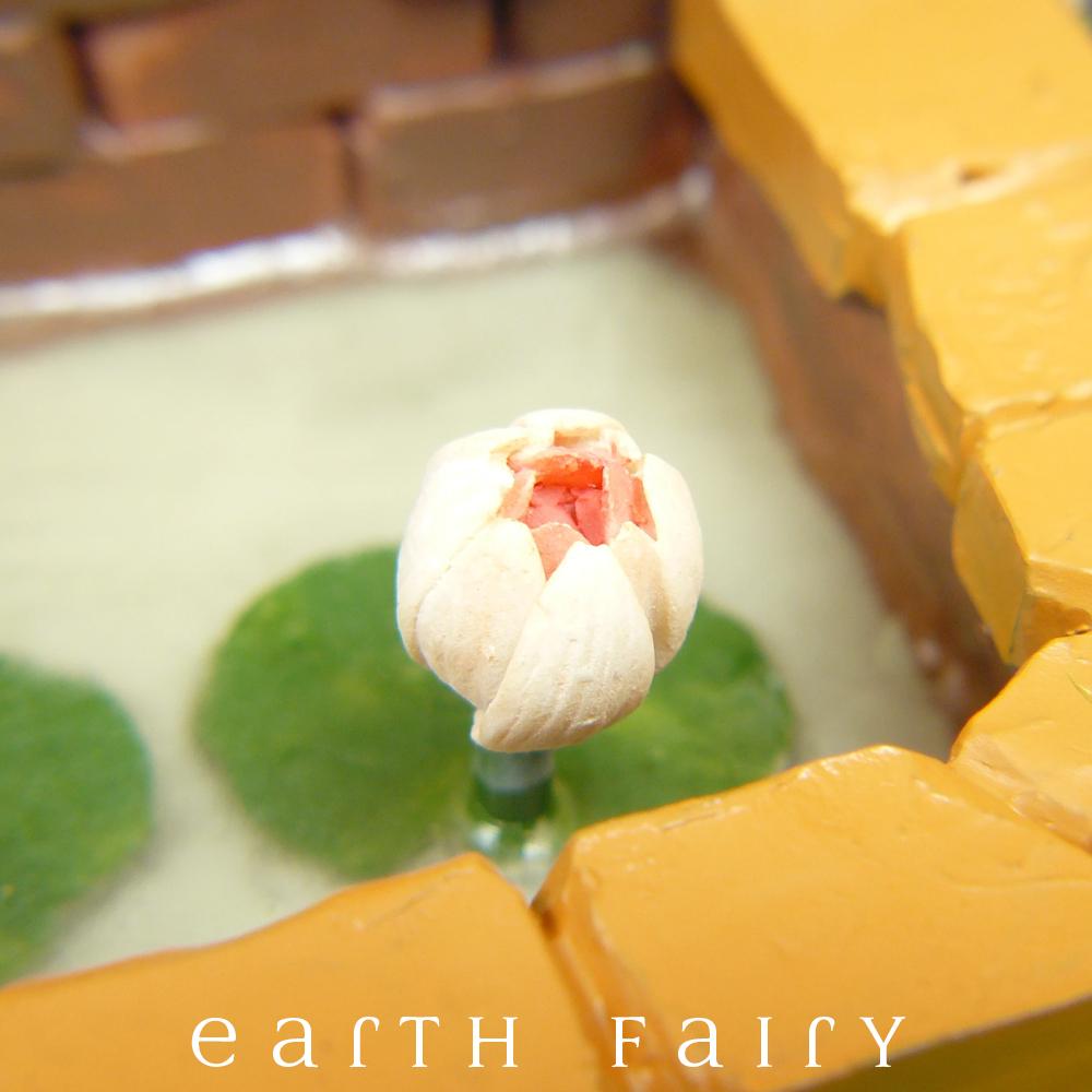Fountain Pond - Lily Close Up | Fairy Garden Ponds - Australia | Earth Fairy