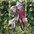 Pixie Couple on a Swing Ornamental Garden Figurine