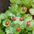 Beautiful Tiny Ladybug for Fairy Garden | Best Fairy Garden Accessories in Australia  - Fairy Gardens - Earth Fairy